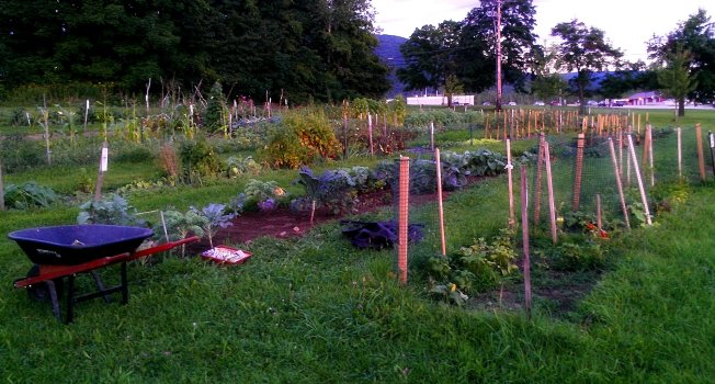A view of the 2012 community gardens located on Allen Street in Rutland.